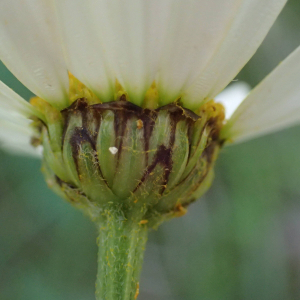 Photographie n°2925724 du taxon Tanacetum corymbosum (L.) Sch.Bip.