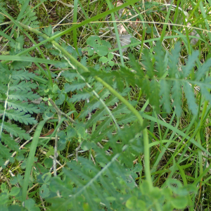 Photographie n°2925725 du taxon Tanacetum corymbosum (L.) Sch.Bip.