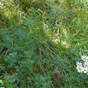 Photographie n°2925726 du taxon Tanacetum corymbosum (L.) Sch.Bip.