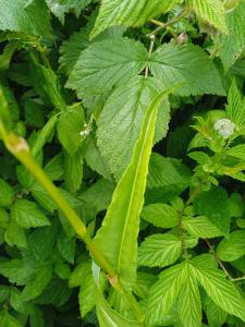 Jean François Arnould, le 19 juin 2024 (Saint-Chaffrey)