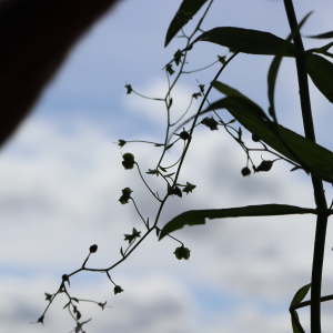 Photographie n°2926038 du taxon Veronica scutellata L. [1753]