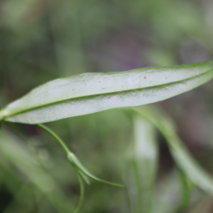 Photographie n°2926039 du taxon Veronica scutellata L. [1753]