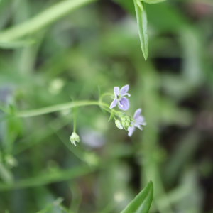 Photographie n°2926040 du taxon Veronica scutellata L. [1753]