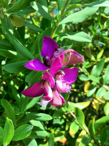 Michel Gaubert, le 19 juillet 2024 (Île-aux-Moines (Locmiquel, Ile aux Moines))
