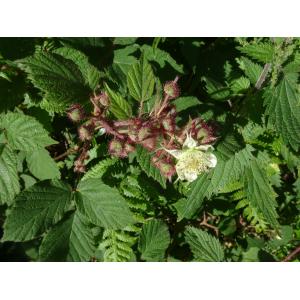 Rubus hirtus Waldst. & Kit.