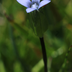 Photographie n°2926284 du taxon Comastoma tenellum (Rottb.) Toyok.