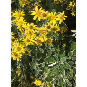 Senecio greyi Hook.f.