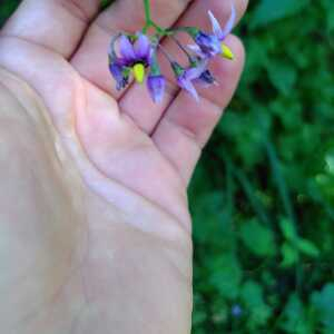 Photographie n°2926532 du taxon Solanum dulcamara L. [1753]