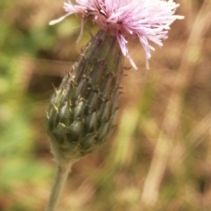Photographie n°2926599 du taxon Cirsium arvense (L.) Scop. [1772]