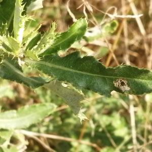 Photographie n°2926604 du taxon Cirsium arvense (L.) Scop. [1772]