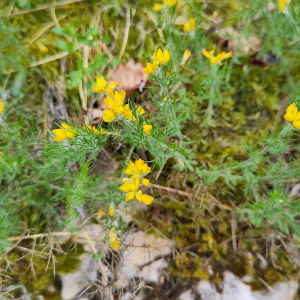 Photographie n°2926633 du taxon Genista hispanica L. [1753]