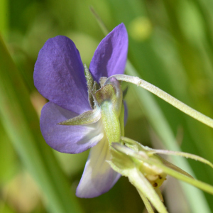 Photographie n°2926694 du taxon Viola tricolor L.