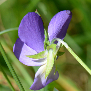 Photographie n°2926696 du taxon Viola tricolor L.
