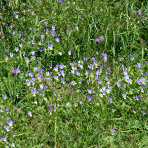 Photographie n°2926697 du taxon Viola tricolor L.