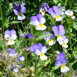 Photographie n°2926698 du taxon Viola tricolor L.