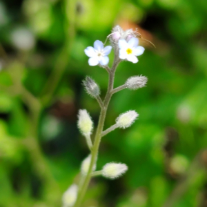 Photographie n°2926720 du taxon Myosotis arvensis Hill