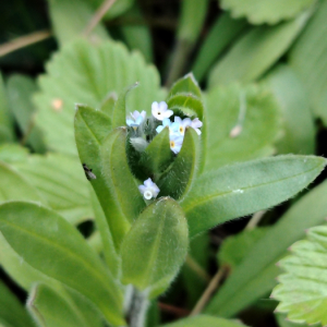 Photographie n°2926721 du taxon Myosotis arvensis Hill