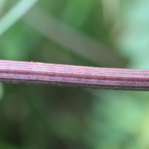Photographie n°2926823 du taxon Thalictrum minus L. [1753]