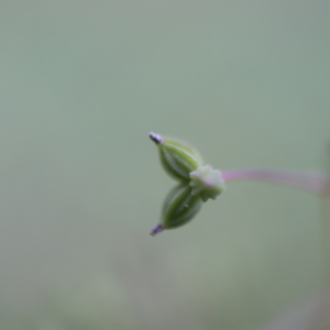 Photographie n°2926824 du taxon Thalictrum minus L. [1753]