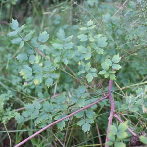 Photographie n°2926825 du taxon Thalictrum minus L. [1753]