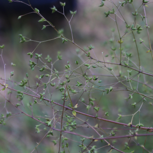 Photographie n°2926826 du taxon Thalictrum minus L. [1753]