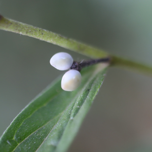 Photographie n°2926833 du taxon Lithospermum officinale L. [1753]