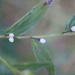 Photographie n°2926834 du taxon Lithospermum officinale L. [1753]