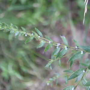 Photographie n°2926835 du taxon Lithospermum officinale L. [1753]