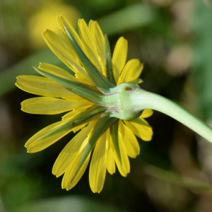 Photographie n°2926989 du taxon Tragopogon pratensis L.