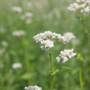 Photographie n°2927023 du taxon Fagopyrum esculentum Moench [1794]