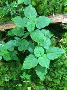 Michel Gaubert, le  5 août 2024 (Laprugne (La Loge des Gardes))
