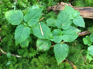 Michel Gaubert, le  5 août 2024 (Laprugne (La Loge des Gardes))