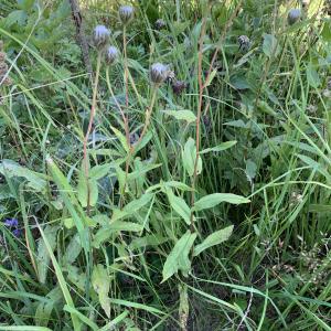  - Hieracium prenanthoides Vill. [1779]
