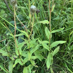  - Hieracium prenanthoides Vill. [1779]