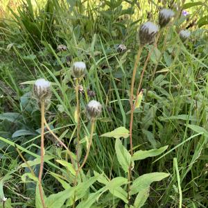  - Hieracium prenanthoides Vill. [1779]