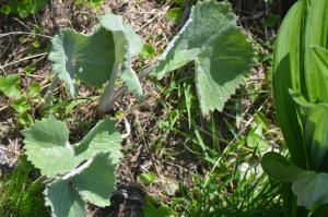 Jean-Claude Lincker, le 16 juin 2023 (Villar-d'Arêne)