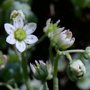 Photographie n°2927313 du taxon Sedum dasyphyllum L.