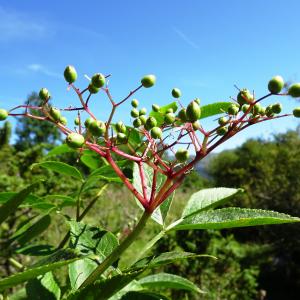 Photographie n°2927426 du taxon Sambucus nigra L. [1753]