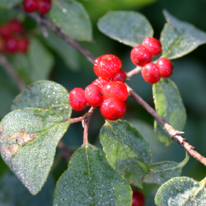 Photographie n°2927439 du taxon Lonicera xylosteum L.