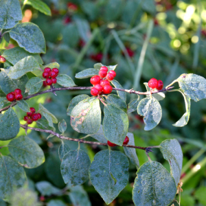 Photographie n°2927440 du taxon Lonicera xylosteum L.