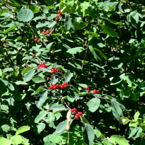 Photographie n°2927441 du taxon Lonicera xylosteum L.