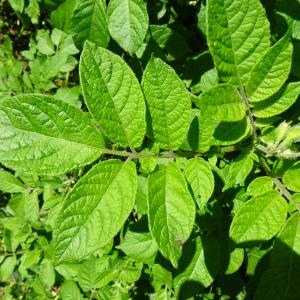  - Solanum tuberosum L. [1753]