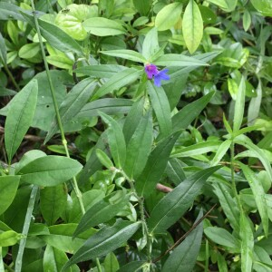 Photographie n°2927605 du taxon Buglossoides purpurocaerulea (L.) I.M.Johnst. [1954]