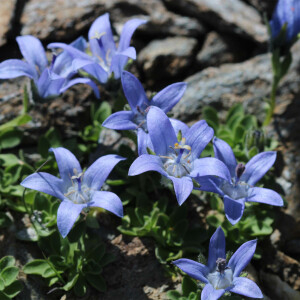 Photographie n°2927622 du taxon Campanula cenisia L.