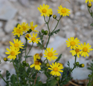 JeanLoupBenoit, le 11 août 2024 (Val-d'Isère)