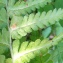 Dryopteris filix-mas (L.) Schott [1834] [nn23262] par Alain Bigou le 26/07/2023 - Loudenvielle