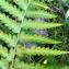 Dryopteris filix-mas (L.) Schott [1834] [nn23262] par Alain Bigou le 26/07/2023 - Loudenvielle