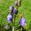 Aconitum napellus L. [1753] [nn562] par Alain Bigou le 26/07/2023 - Loudenvielle