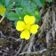 Potentilla erecta (L.) Räusch. [1797] [nn52559] par Alain Bigou le 26/07/2023 - Génos