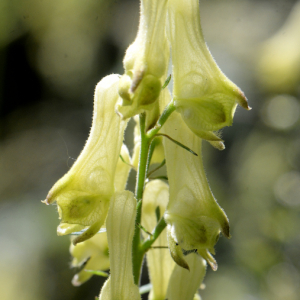 Aconitum lycoctonum L. [nn543] par Michel Pansiot le 26/07/2024 - Saint-Agnan-en-Vercors